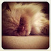 Abby