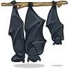 some Bats