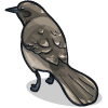 a Mockingbird