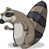 a Raccoon