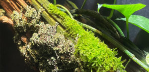 A group of Mossy Frogs on a log at the Tennessee Aquarium in Chattanooga.