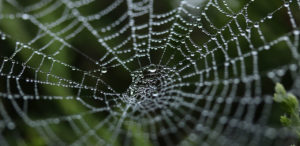 An image of a spider web covered in dew drops of various sizes.